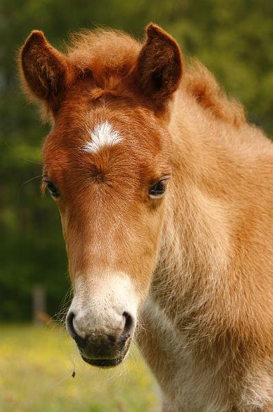 Rikadur von Heidmoor (2).jpg